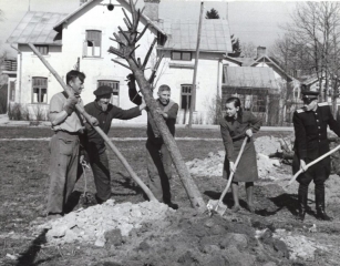 Siguldas pilsētas parka izveidošana 1951. gada maijā