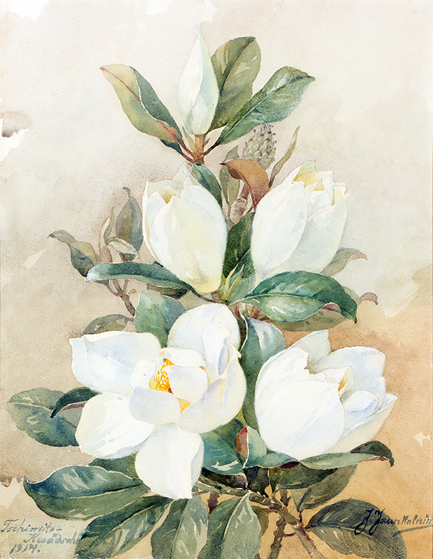 Jūlijs Jaunkalniņš. Magnolijas. 1914. Papīrs, akvarelis. 62 x 48 cm. VMM Z-6420